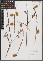 Foto von Salix caprea L.
